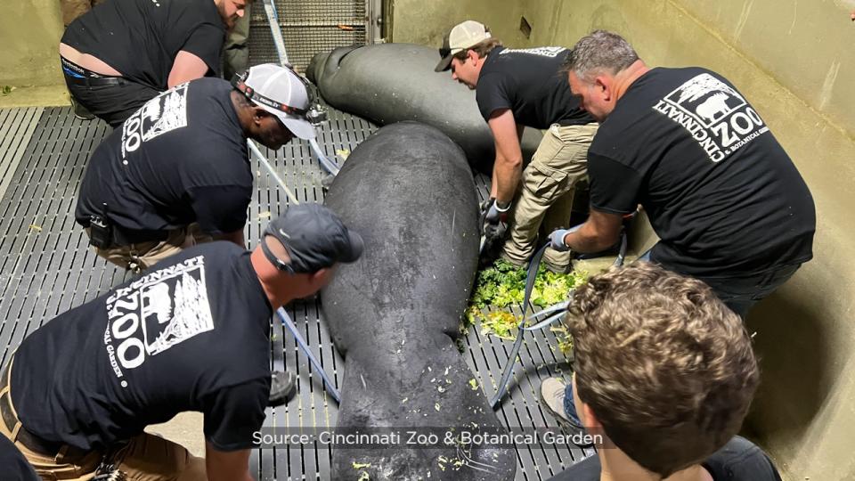 SeaWorld officials said the Columbus Zoo and Aquarium, Cincinnati Zoo & Botanical Garden, ZooTampa at Lowry Park and SeaWorld Orlando have partnered for several years to rehabilitate the eight orphaned manatees.