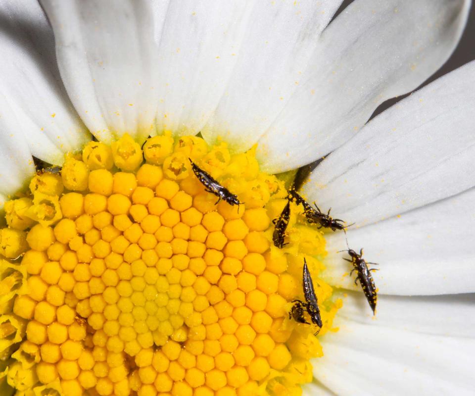 thrips on flowers