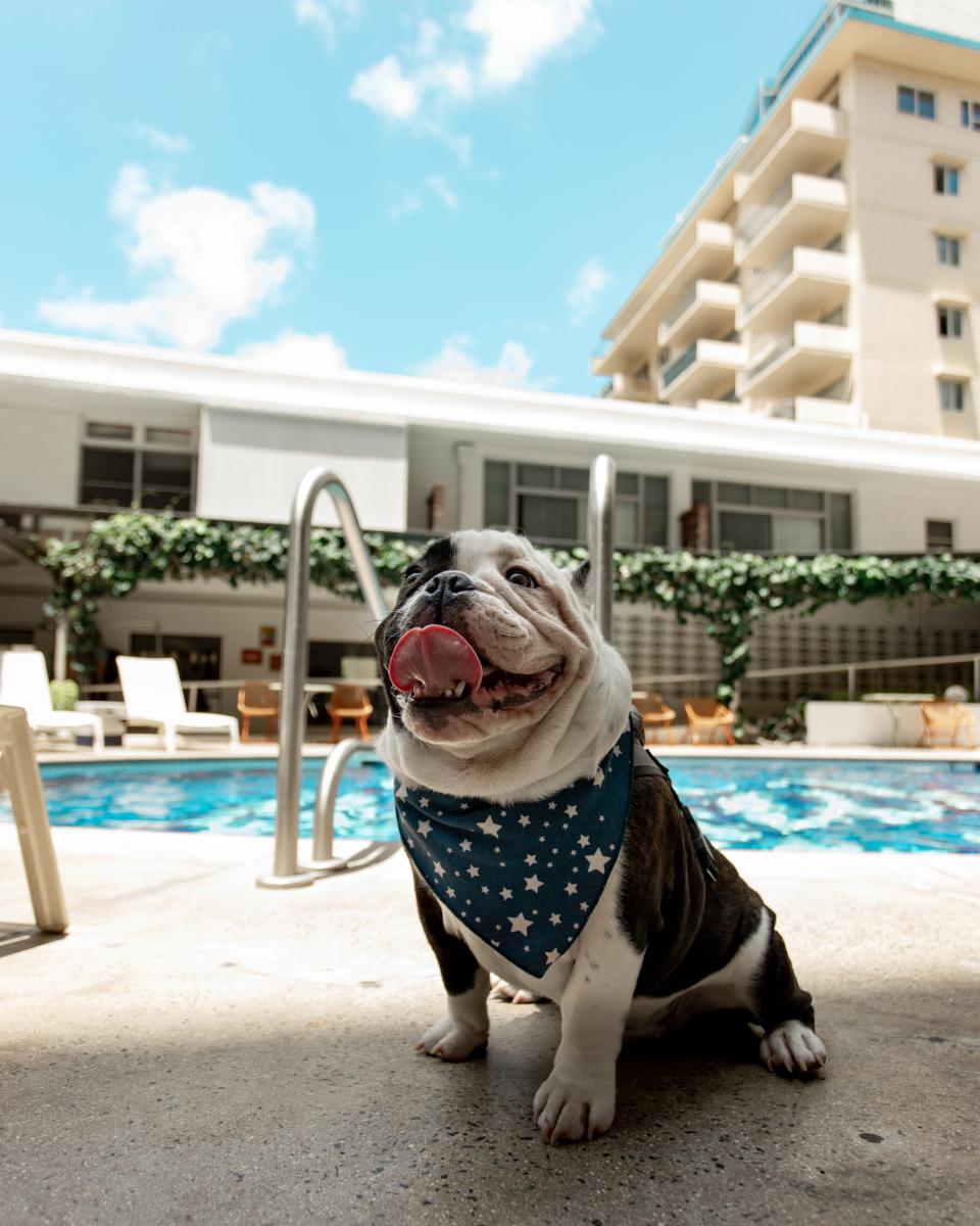 Jack loves to overlook his domain at the Surfjack Hotel & Swim Club in Waikiki.