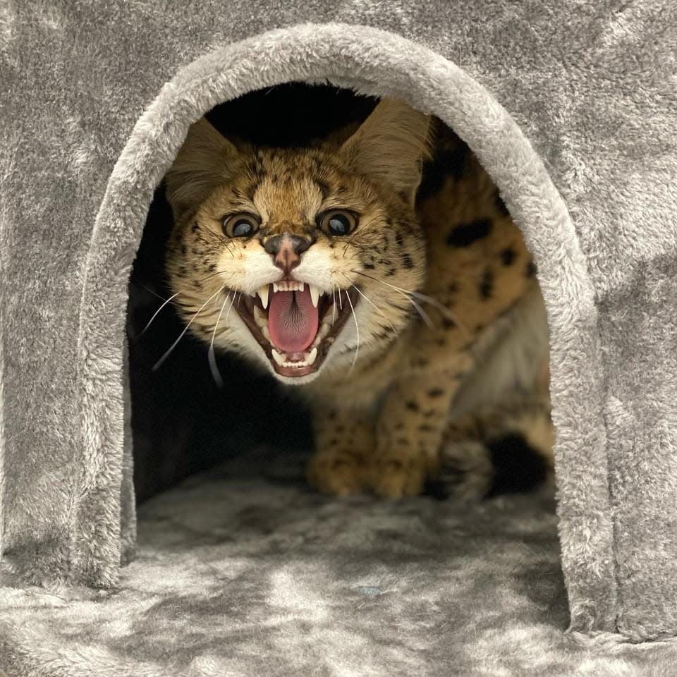 Bruno, the wild African serval cat found in Lincoln, will have his leg amputated before he is placed in a sanctuary in Minnesota.