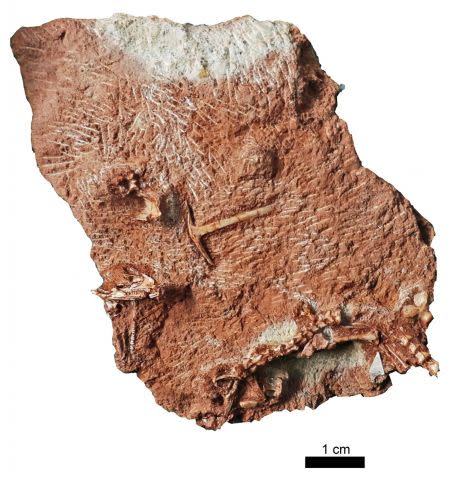 Cryptovaranoides microlanius Crédit : David Whiteside, Sophie Chambi-Trowell, Mike Benton and Natural History Museum UK