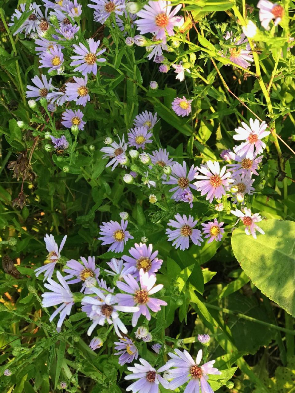 The smooth aster is a Wisconsin keystone plant that blooms late in the season. Pair asters with goldenrod to benefit wildlife and provide fall color.