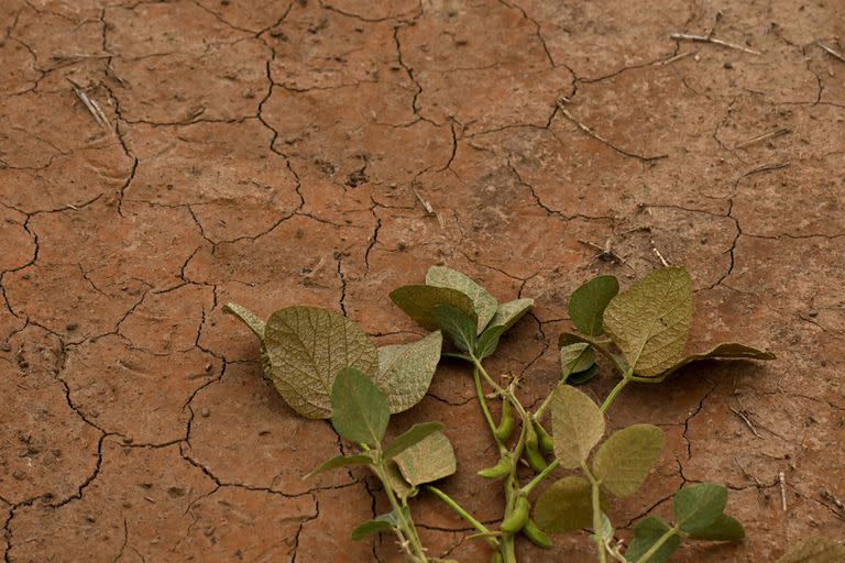 Una planta de soja afectada por la sequía y las altas temperaturas se ve en un campo en Baradero