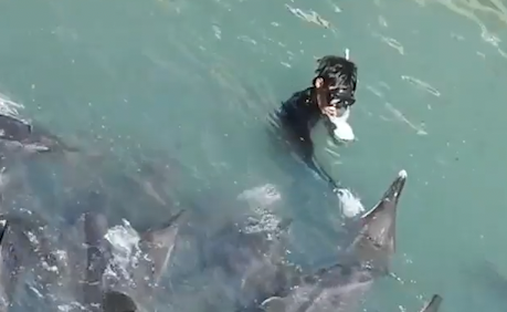 A man in a snorkel and wetsuit stands in water up to his shoulders examining a pod of dolphins.