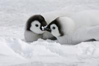 PIC BY M.WATSON / ARDEA / CATERS NEWS - (Pictured a pair of Emperor penguins sharing a kiss) - From a loving look to an affectionate nuzzle, these are the charming images of cute creatures cosying up for Valentines Day. And as the heart-warming pictures show the animal kingdom can be just as romantic as us humans when it comes to celebrating the big day.