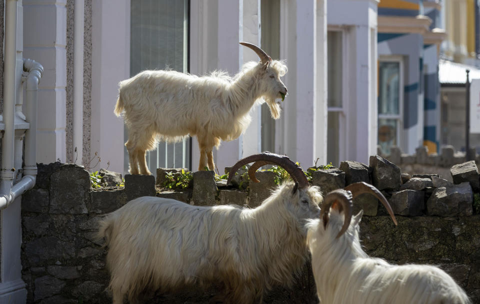 A herd of goats walk the quiet streets in Llandudno, north Wales, Tuesday March 31, 2020. A group of goats have been spotted walking around the deserted streets of the seaside town during the nationwide lockdown due to the coronavirus. (Pete Byrne/PA via AP)