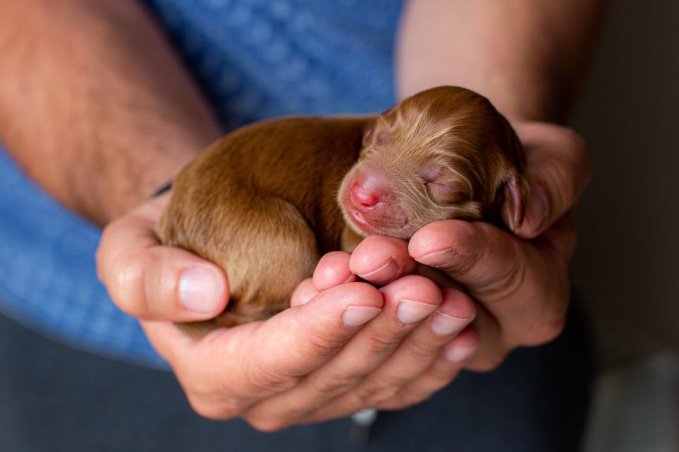 'Newborn labradoodle puppy' by @Silvija_Collins (Ireland)
