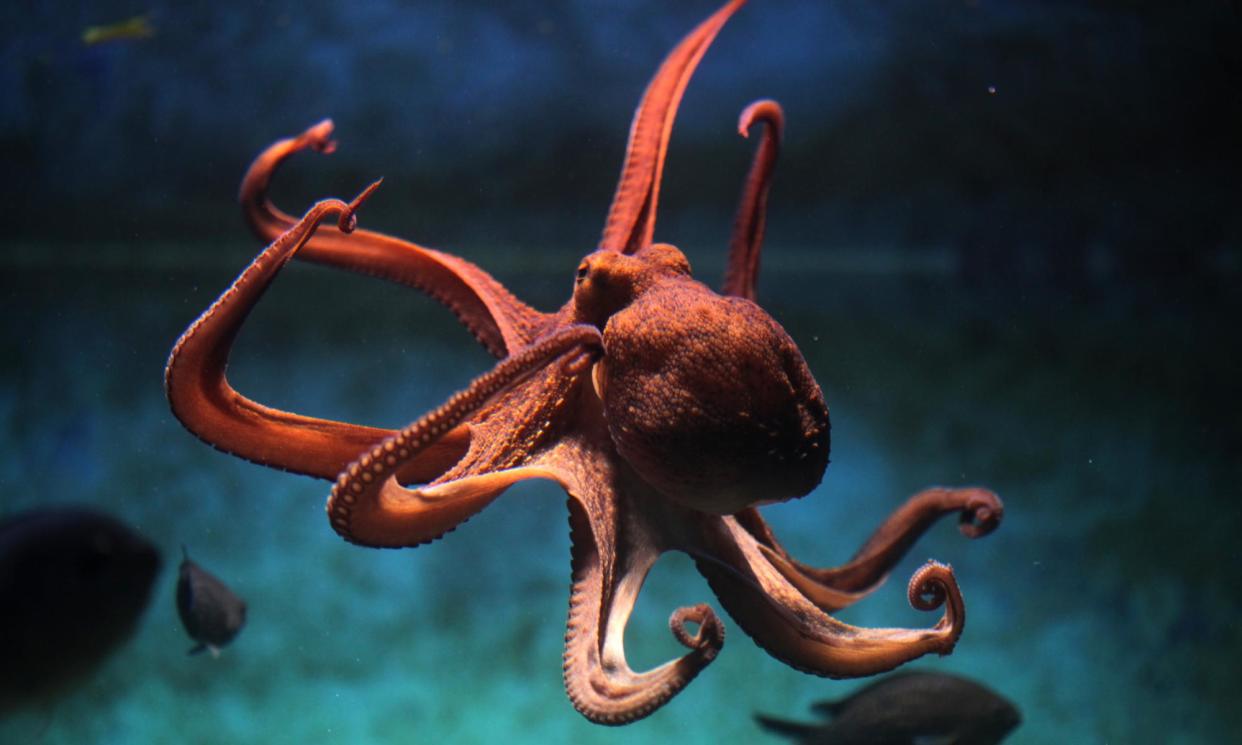 <span>A common octopus.</span><span>Photograph: wrangel/Getty Images/iStockphoto</span>