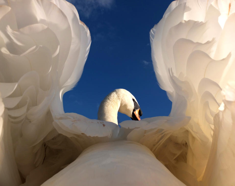 This stunning picture taken by Gerald Robinson of a swan won in the wildlife category (Gerald Robinson)