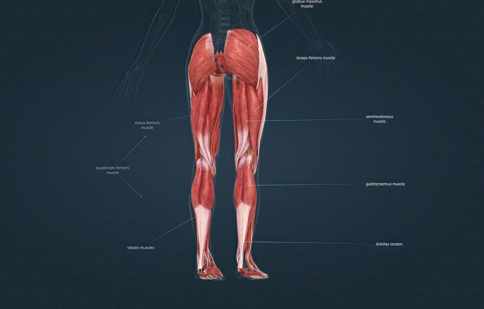 muscles of the lower limb 3d illustration