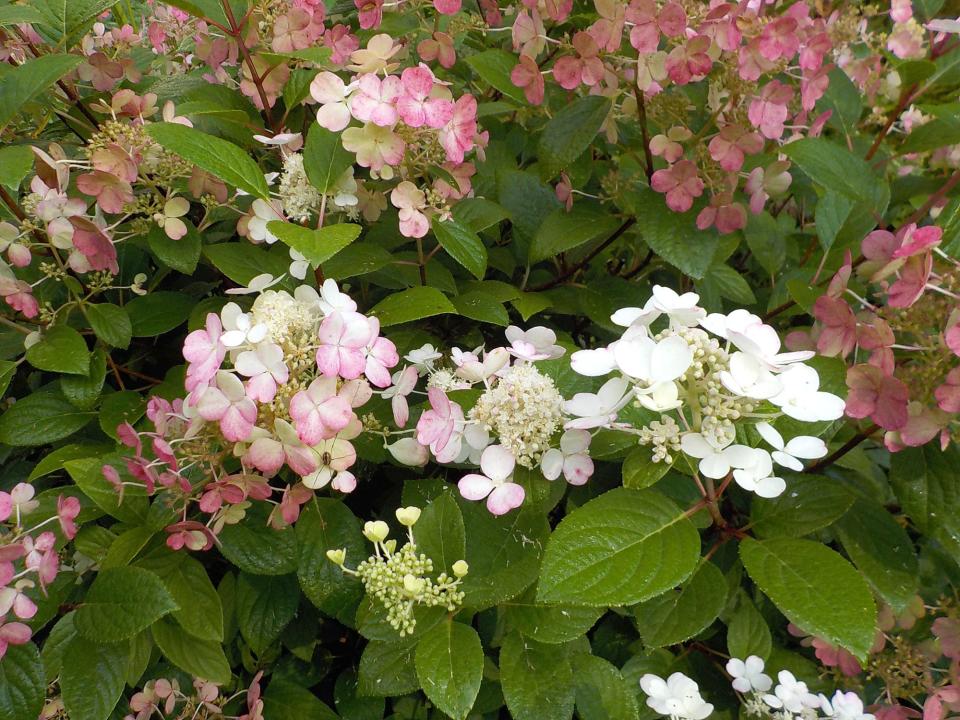 The hydrangea known as "Quick Fire" has a mix of pink and white florets right now.