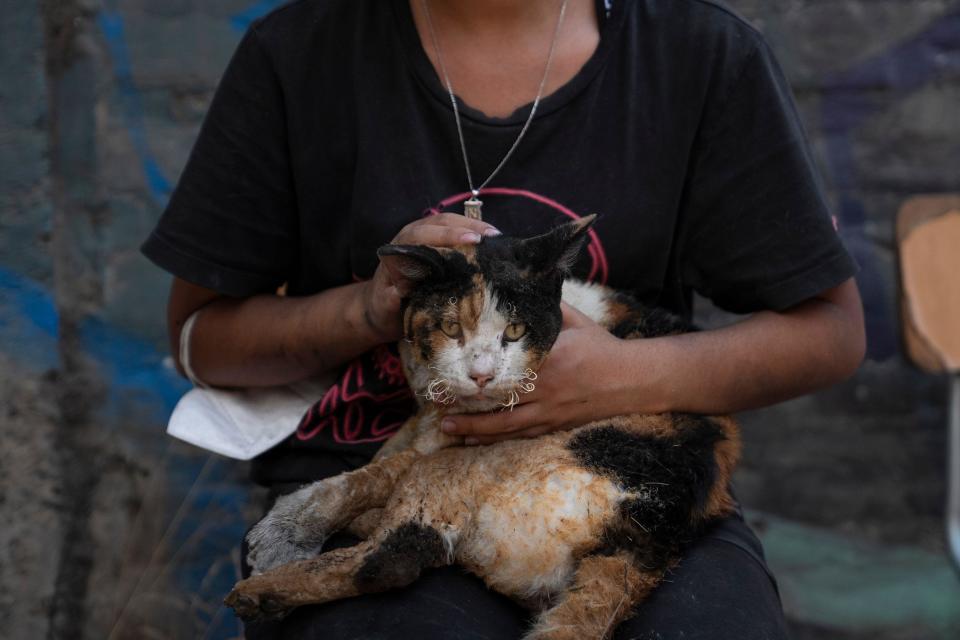 Un gato chamuscado en El Salto, Viña del Mar.