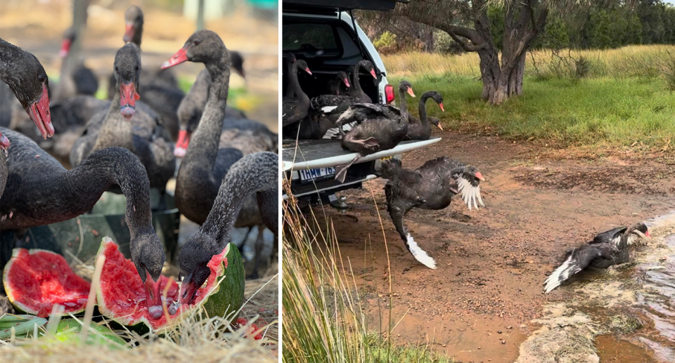Left - swans eating watermelon. Right - swans being set free into the inlet from the back of the ute.