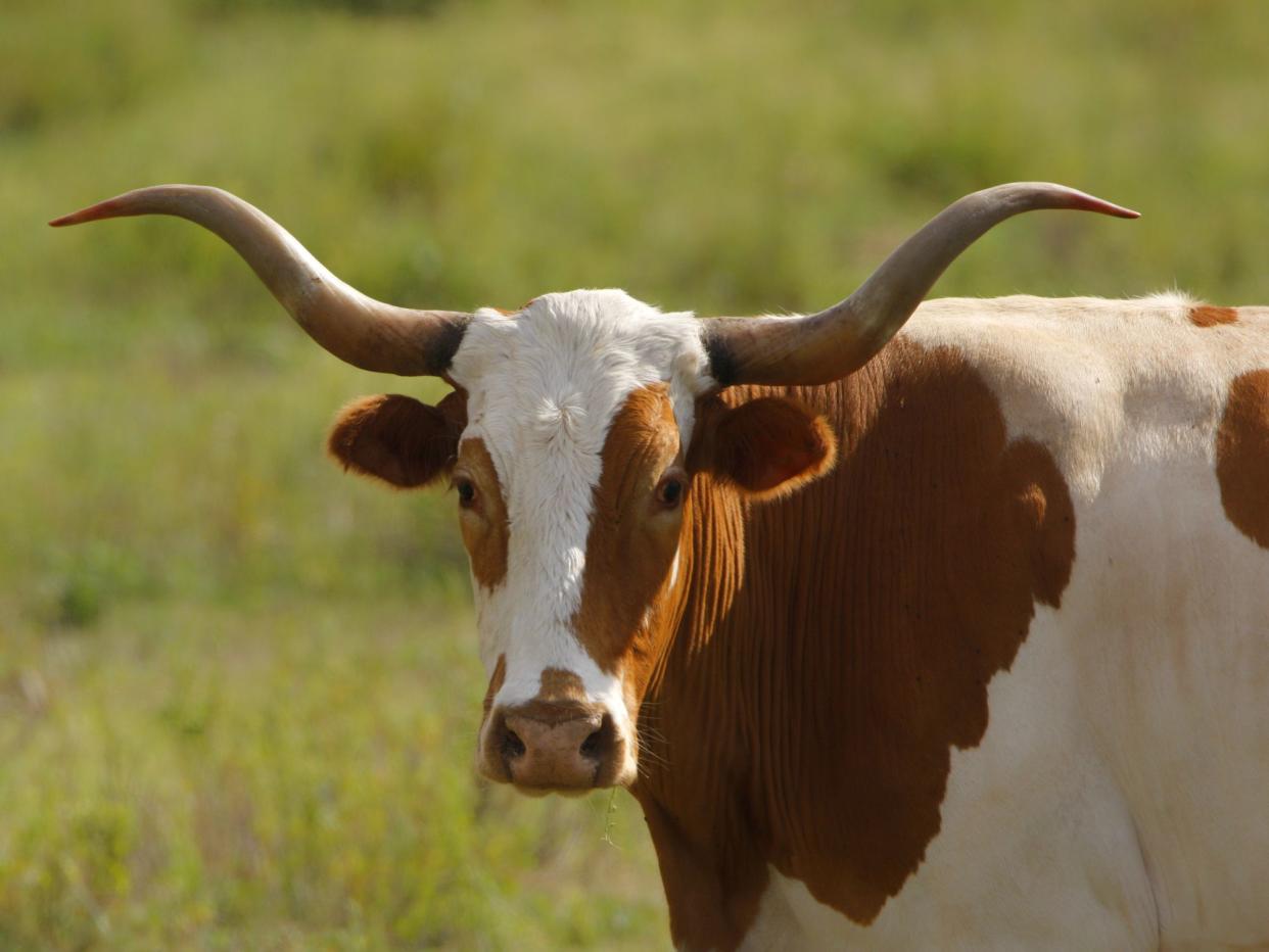 Longhorn on a ranch in southeast Texas.