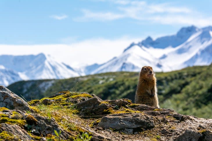 Ground squirrel in Denali National Park.