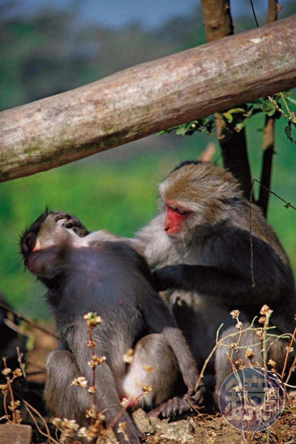 柴山經常可見台灣獼猴，國家公園內禁止餵食及逗弄，以免受傷。