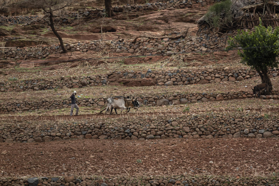 A farmer uses oxen to plough terraced land by the side of a road leading to the town of Abi Adi, in the Tigray region of northern Ethiopia, on Tuesday, May 11, 2021. The war in Tigray started in early November, shortly before the harvest season, as an attempt by Ethiopian Prime Minister Abiy Ahmed to disarm the region’s rebellious leaders. (AP Photo/Ben Curtis)