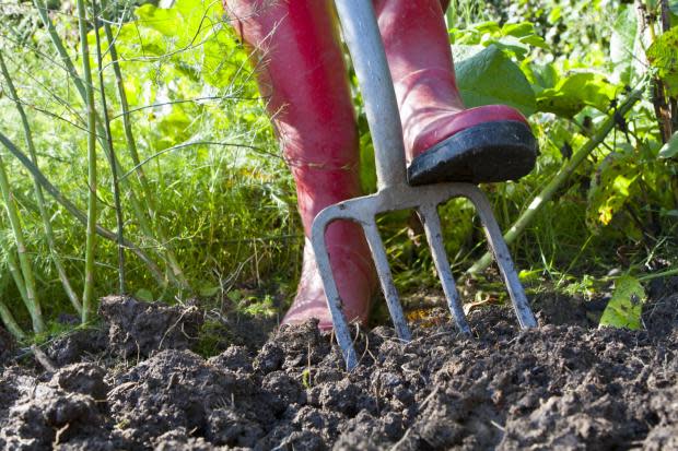 If your garden or allotment soil is dense and compacted after winter downpours, fork it over for better drainage
