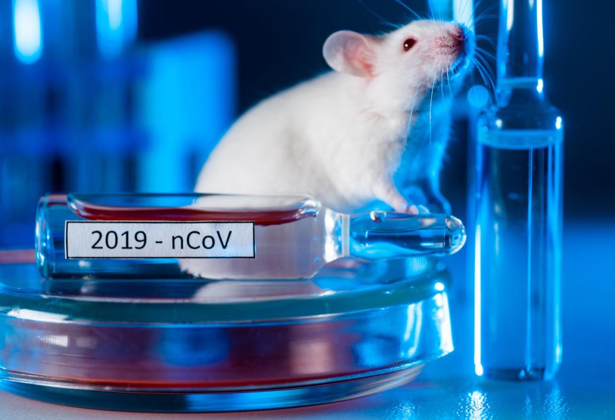 <a href="https://www.shutterstock.com/es/image-photo/white-laboratory-mouse-next-coronavirus-vaccine-1741596056" rel="nofollow noopener" target="_blank" data-ylk="slk:Egoreichenkov Evgenii/Shutterstock;elm:context_link;itc:0;sec:content-canvas" class="link ">Egoreichenkov Evgenii/Shutterstock</a>