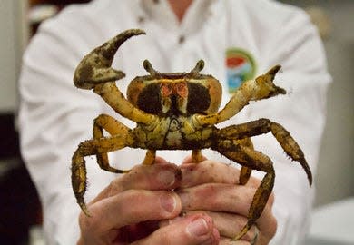 Dr. Peter Kingsley-Smith holds a young male blue land crab caught in the Charleston, South Carolina, area.