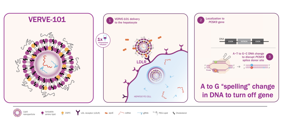 Researchers evolved a gene-editing era that reduces ‘dangerous’ ldl cholesterol