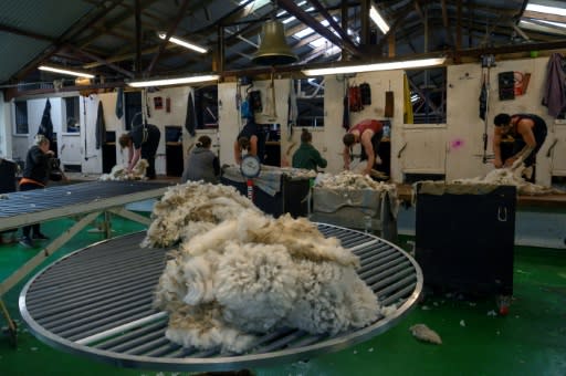 Goose Green farm on East Falkland island employs five sheep shearers