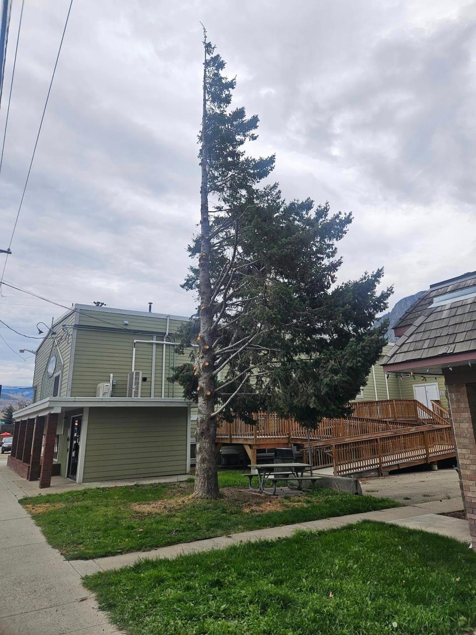 A tree in Keremeos, B.C. had its branches cut off on one side. 