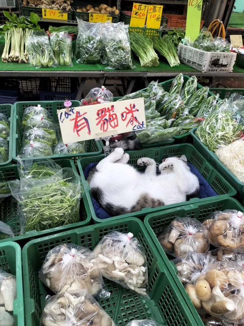 ▲原PO在桃園忠貞市場發現一間「貓咪蔬菜店」。（圖／臉書社團《路上觀察學院》）&nbsp;