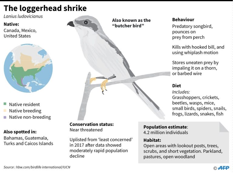 Factfile on North America's loggerhead shrike, also known as the 'butcher bird'