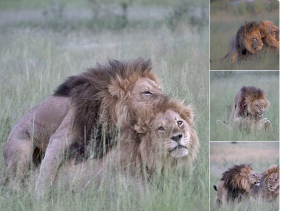 Fotografían a dos leones machos manteniendo relaciones e ignorando a las  hembras