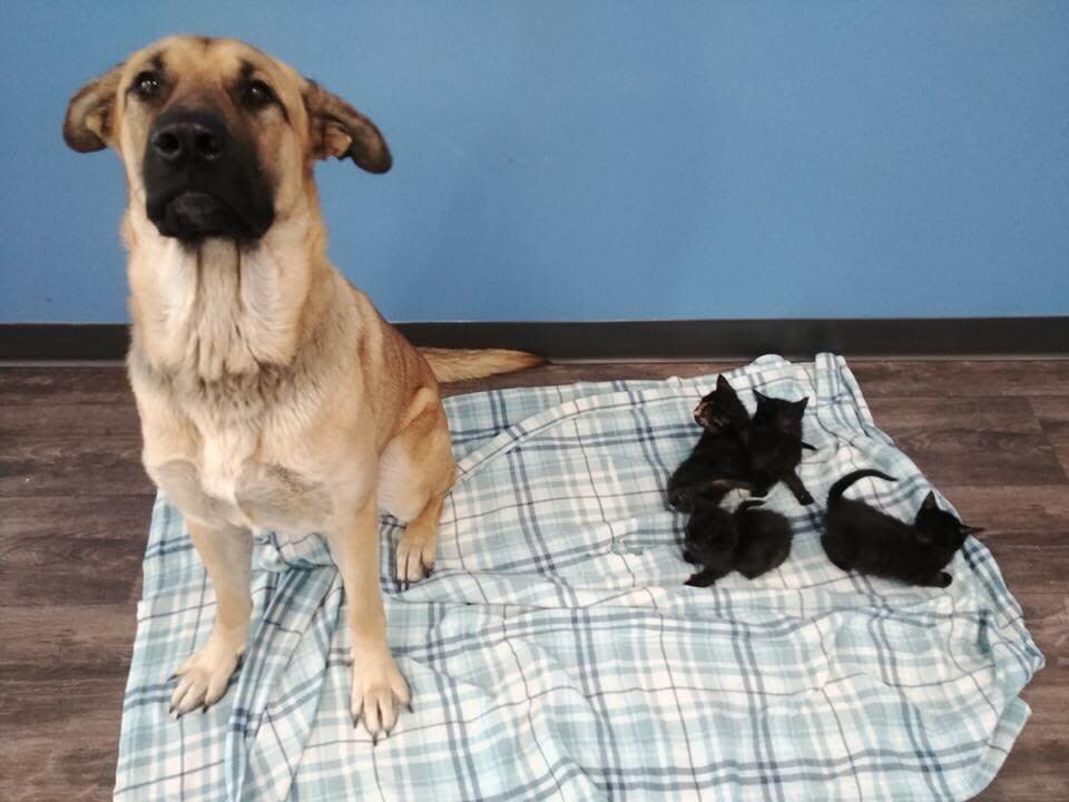 Serenity and the kittens she saved from the cold at Pet and Wildlife Rescue in Chatham-Kent, Ontario. (Photo: Pet and Wildlife Rescue)