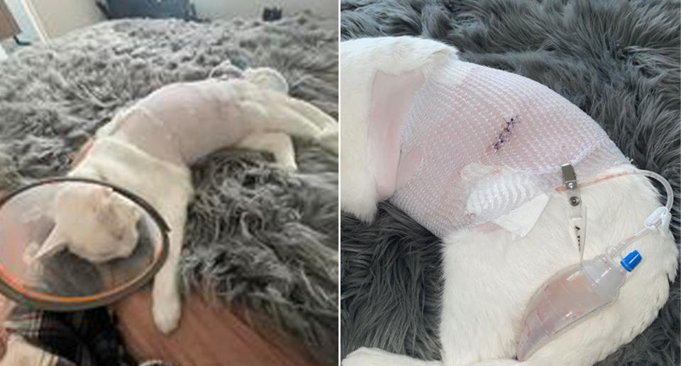 Injured white cat after surgery. 