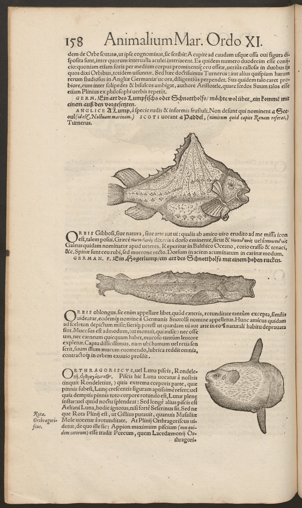 "Icones animalium" includes an image and description of sunfish on page 158.