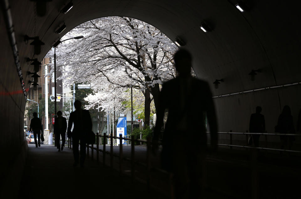 Headed to teh cherry blossoms