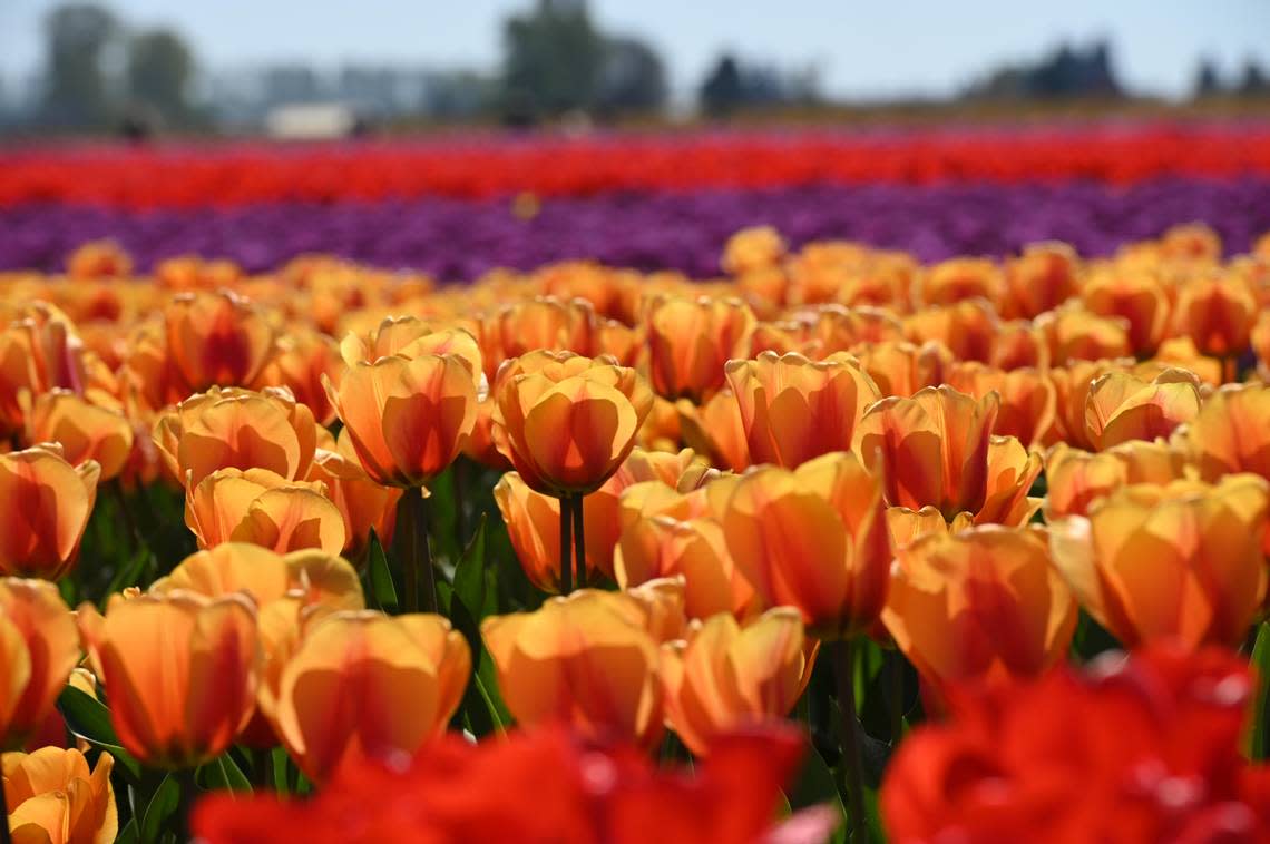 Tulips bloom in many colors at RoozeGaarde in 2021. The garden is open 9 a.m. to 7 p.m. weekdays and 8 a.m. to 7 p.m. weekends through May 1, 2022, at 15867 Beaver Marsh Road, Mount Vernon. Tickets are $15. Warren Sterling/The Bellingham Herald