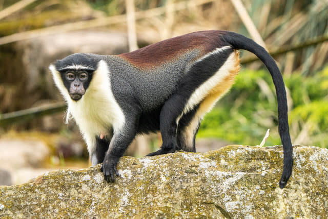 Chester Zoo welcomes rare new monkeys for the first time in 50 years as conservationists race to prevent their extinction