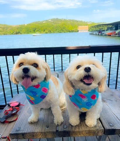 <p>Courtesy Karolina Chwistek and Laura Green</p> Canine siblings Augie and Puffin at their reunion in Austin