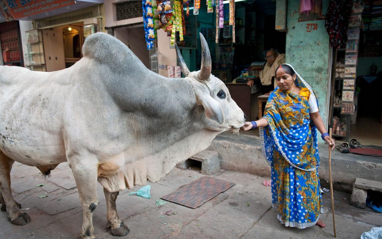 Hindu woman is feeding a holy cow, Varanasi, Benares or Kashi, Uttar Pradesh, India - imageBROKER/Alamy Stock Photo