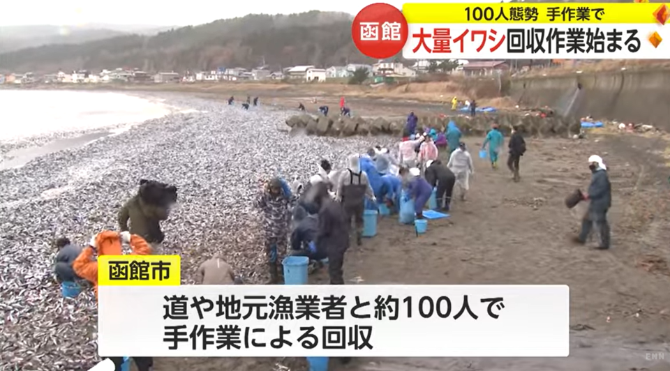 旅遊熱話｜北海道函館湧現沙甸魚屍體！長達1.5公里 網民：是否地震先兆？即睇地震求生貼士、防災app推介