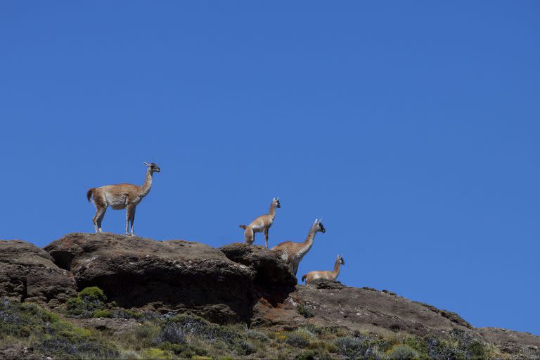 Guanacos en la meseta patagónica