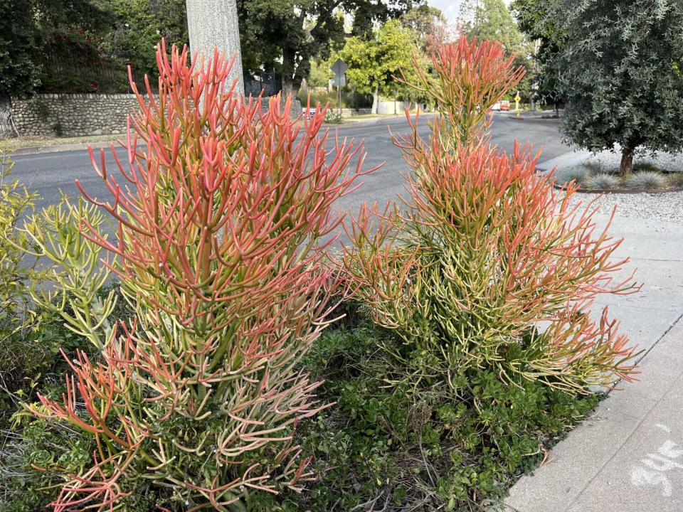 Firestick plants