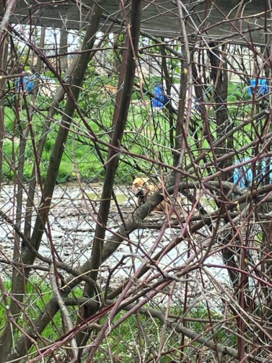 Living conditions for 40 dogs who were removed from a Delaware County property on Sunday, April 7, 2024 (PHOTO COURTESY M. HAMM)