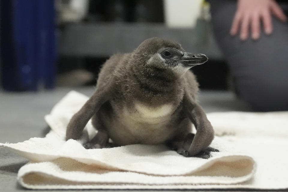 An unnamed African penguin chick, born in January 2024, sits on a towel at the California Academy of Sciences in San Francisco, Thursday, Feb. 8, 2024. The museum in San Francisco's Golden Gate Park has a bounty of African penguin chicks after 10 hatched in just over a year as part of an effort to conserve the endangered bird. (AP Photo/Jeff Chiu)