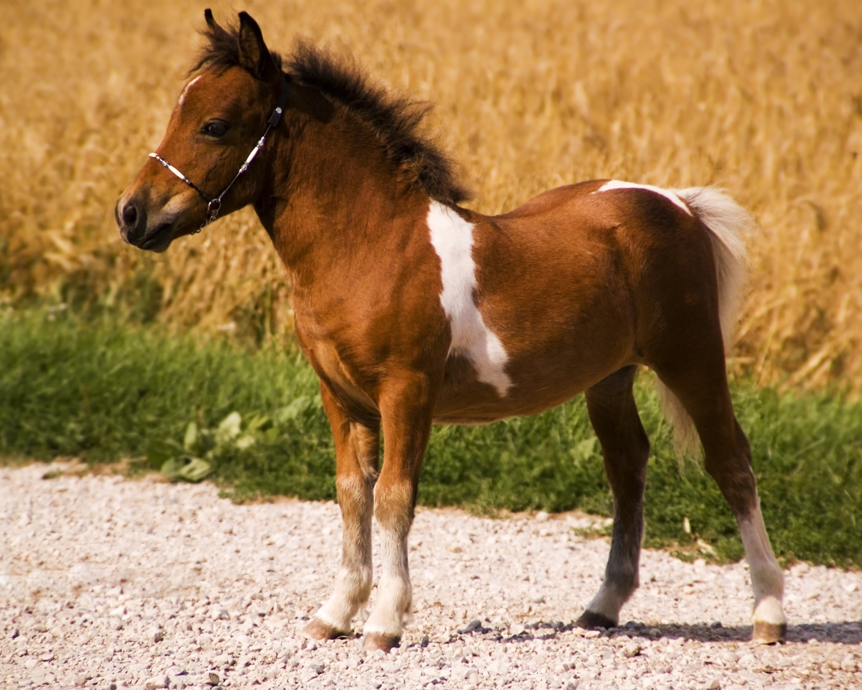  miniature horse