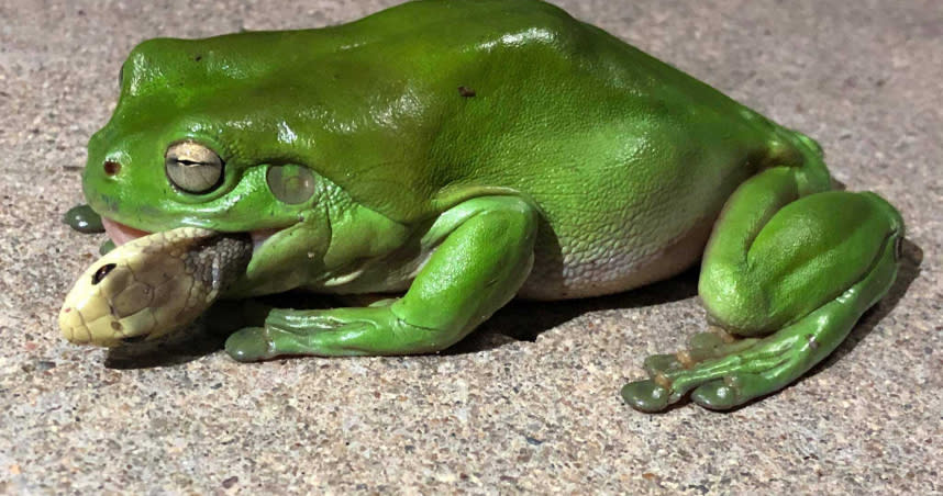 青蛙嘴吐出「第三毒蛇頭」 專家驚呼。（圖／臉書）