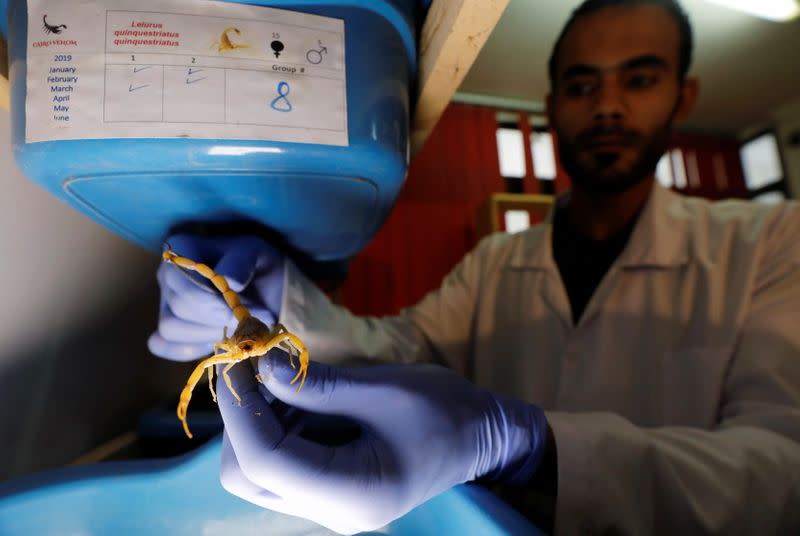 Mohamed Hamdy Boshta, 25-year-old, checks on scorpions that he hunted from Egyptian deserts and shores to extract their prized venom for medicinal use. at his company Cairo Venom Company, a project housing thousands scorpions in various farms across