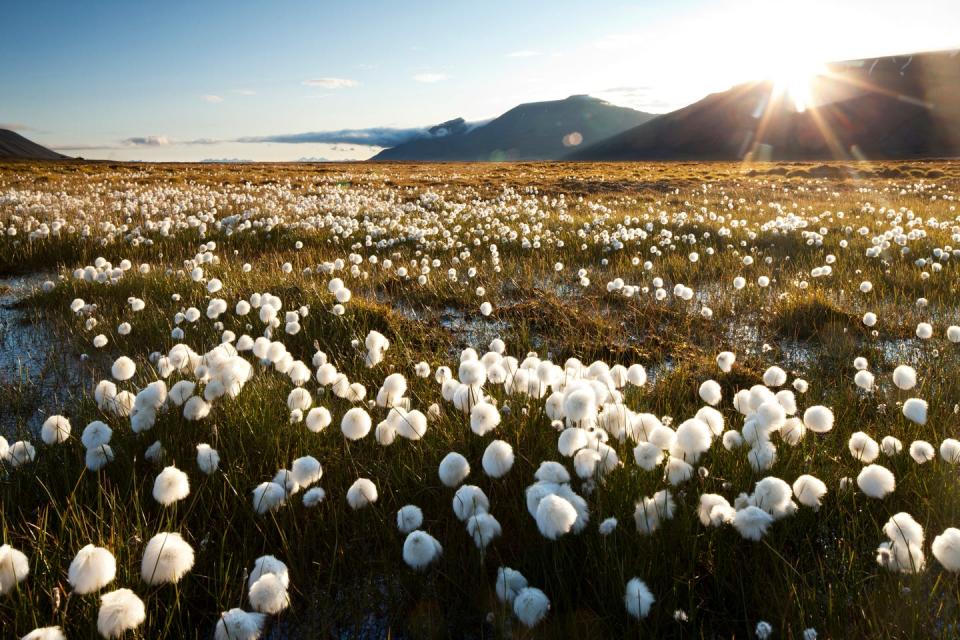 arctic landscape, svalbard