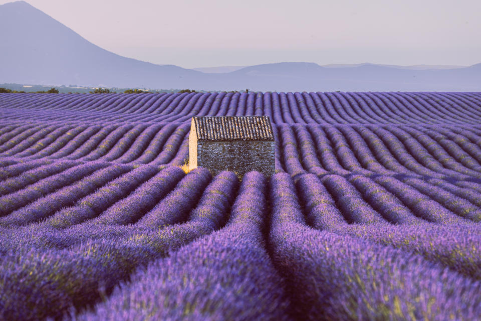 Endless lavender field with little shed at a sunrise time in Valensole, Provence, France