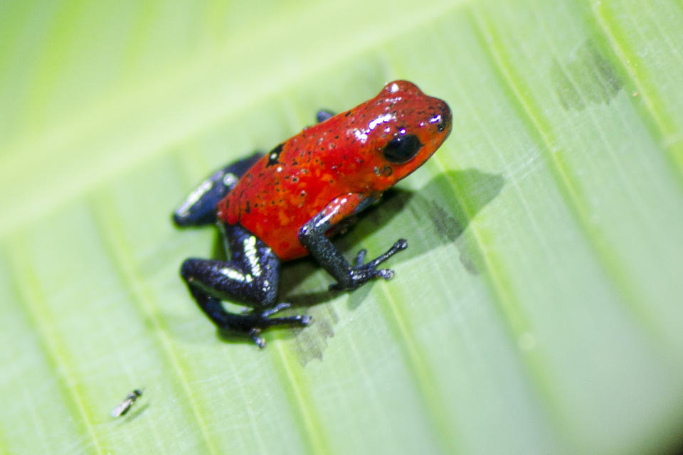 "Pumilio blue jeans : la grenouille des fraises" par Ian.Kate.Bruce's Wildlife