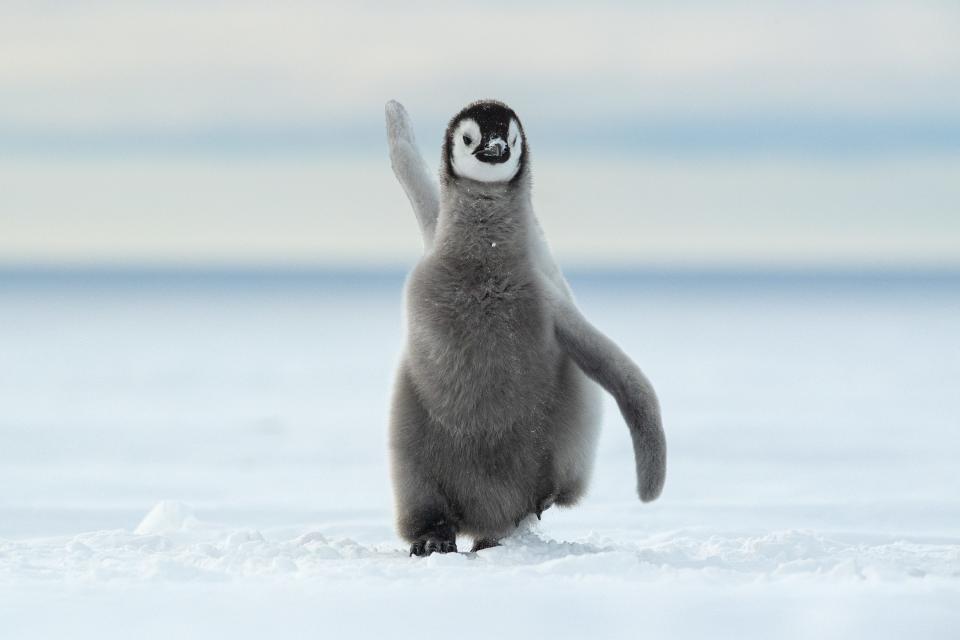 A penguin appears to dance